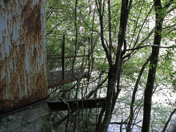 Trees in forest