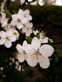 Close-up of white cherry blossoms