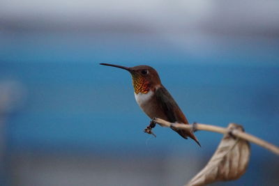 Close-up of bird perching on twig against sky