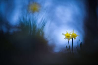 Close-up of yellow flowering plant against sky