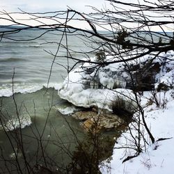 Bare trees in water