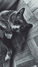 Close-up portrait of cat sitting on hardwood floor