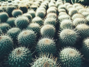 Full frame shot of succulent plant