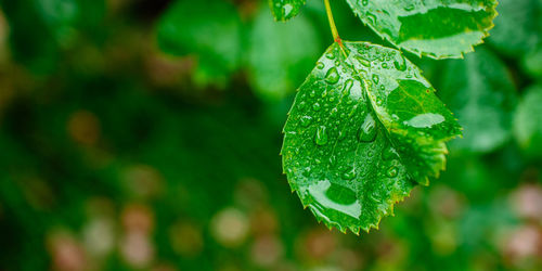 Close-up of green leaf with droplets after rain. beautiful natural background