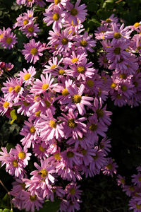 Close-up of pink flowering plants