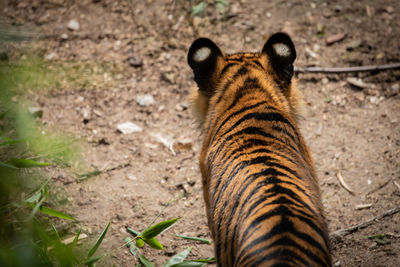 High angle view of a cat on field