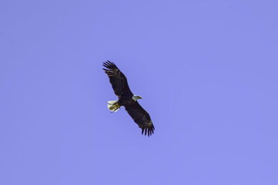 Low angle view of eagle flying in sky