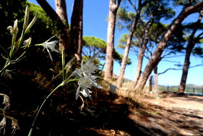 Close-up of flowering plants on land