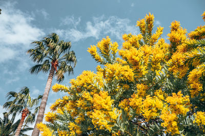 Low angle view of yellow flowering plants against sky