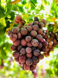 Close-up of grapes growing on tree