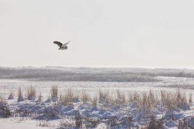 Bird flying against clear sky