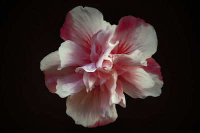 Close-up of pink flower over black background