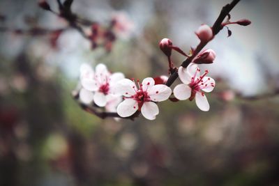 Close-up of pink cherry blossoms in spring