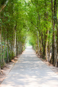 Empty road along trees in forest