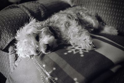 Dog sleeping on ground