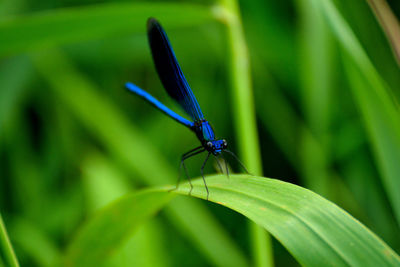 Close-up of blue damselfly on grass