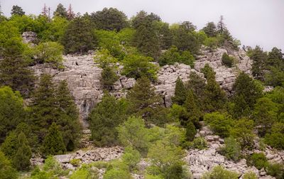 Scenic view of forest against sky