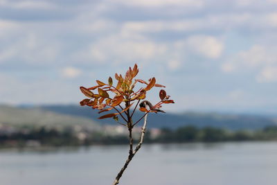 Close-up of flowering plant against sky