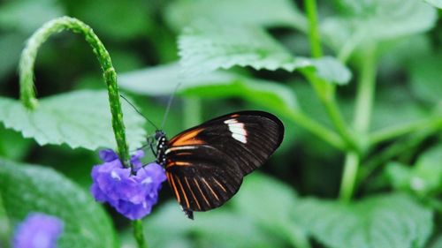 Close-up of butterfly on flower