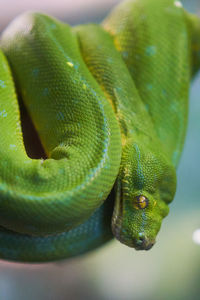 Close-up of green snake