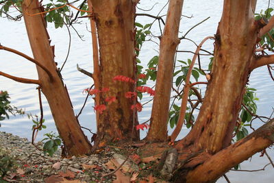 Trees growing by the bare tree