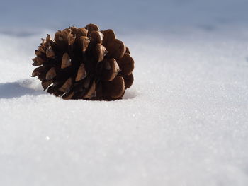 Close-up of plant against white background