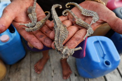 Midsection of man holding dried sea horses 