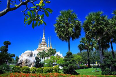 Palm trees against blue sky