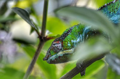 Close-up of lizard