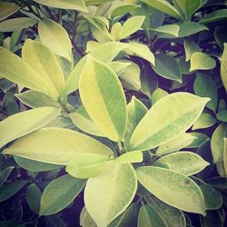 Full frame shot of green leaves