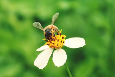 Close-up of bee pollinating on yellow flower