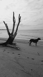 Driftwood on beach against sky