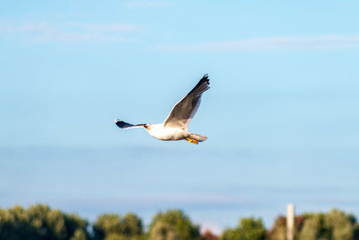 Low angle view of seagull flying