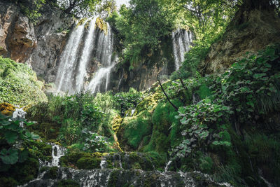 Scenic view of waterfall in forest