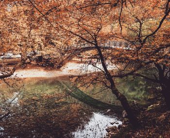 Reflection of trees in water