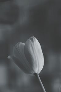 Close-up of tulip blooming outdoors