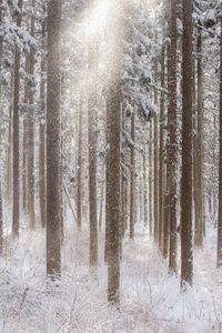 Trees in forest during winter