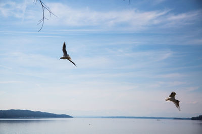 Seagull flying over lake against sky