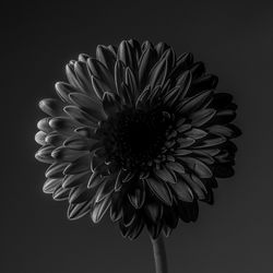black and white