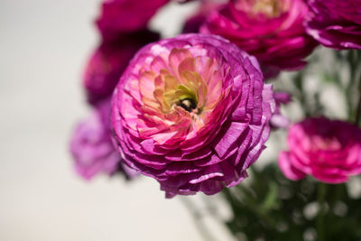 Close-up of flowers blooming outdoors