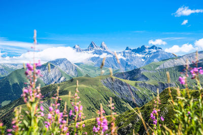 Pink flowers against aiguilles d arves