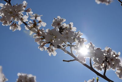 Low angle view of blooming tree against sky