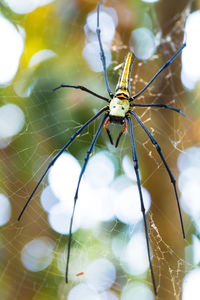 Close-up of spider on web