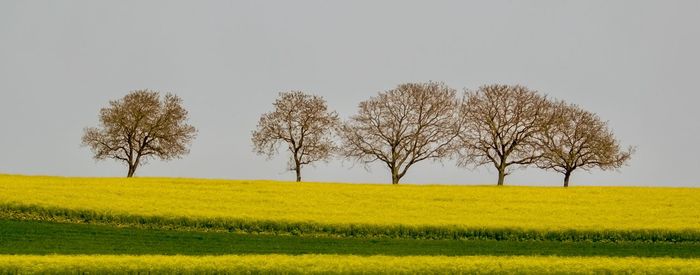 Scenic view of field against clear sky