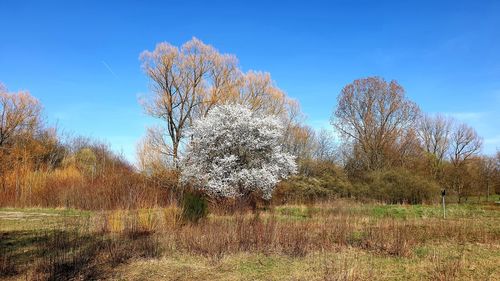 Plants growing on field against sky