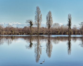 Swan swimming in lake against clear sky