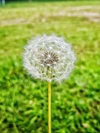 Close-up of dandelion on field