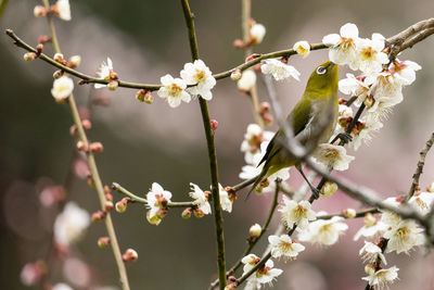 Close-up of cherry blossoms in spring