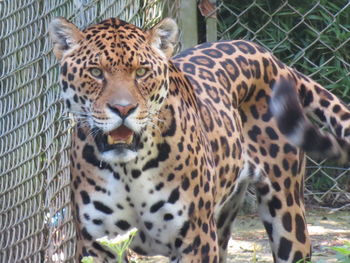 Close-up portrait of tiger