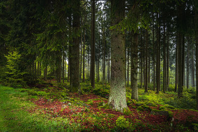 Hiking in the bavarian forest